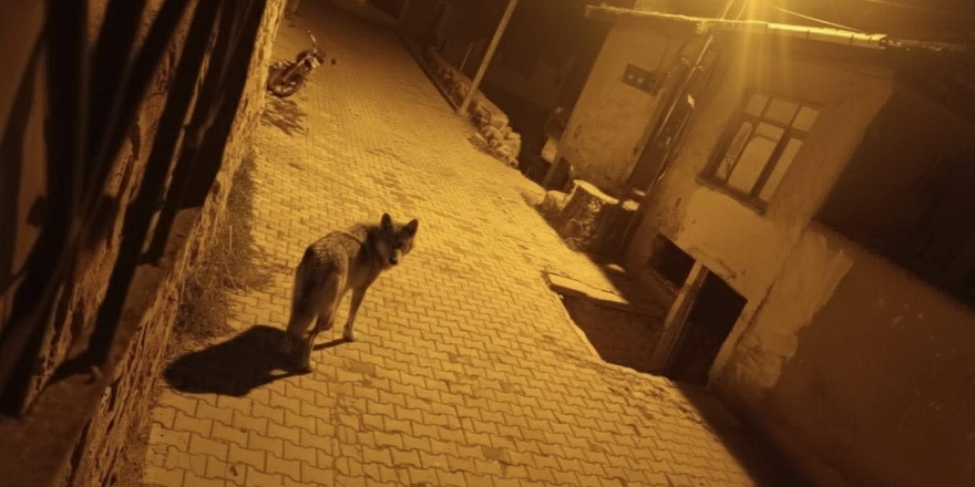Beypazarı’nda Aç Kalan Kurtlar Şehre İndi