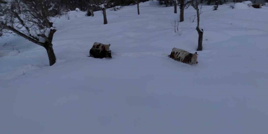 Büyükbaş Hayvanların Karla İmtihanı Dronla Görüntülendi