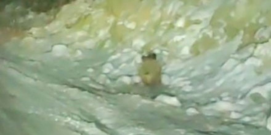 Aç Kalan Yaban Domuzu Kara Yoluna İndi