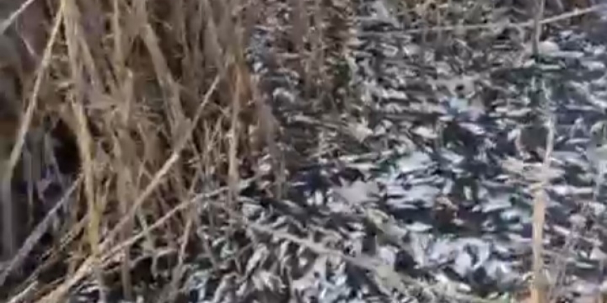 Uluabat Deresi’nde Binlerce Balık Ölü Bulundu