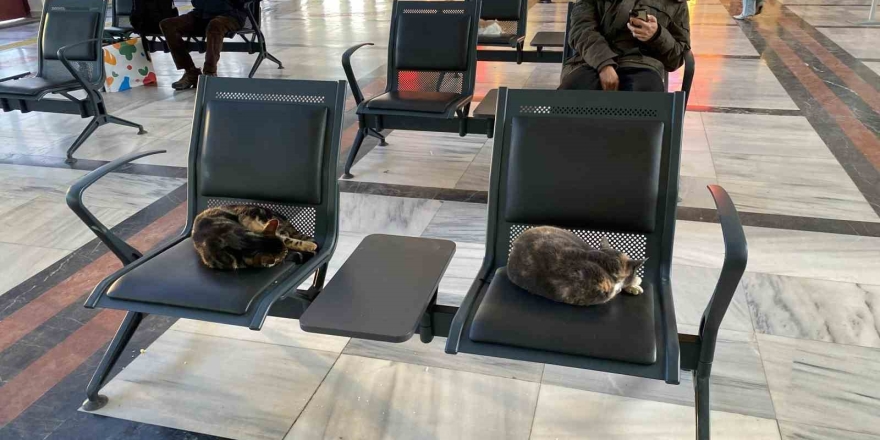 Soğuktan Üşüyen Sokak Kedileri Tren Garına Isındı