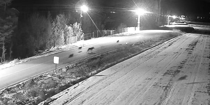 Ereğli’de Kurt Sürüsü Görüntülendi