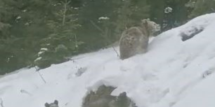 Artvin’de Kış Uykusuna Yatmayan 4 Boz Ayı Kamerada