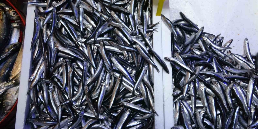 Türkiye’nin Hamsi İhracatında Avrupa Ülkeleri İlk Sırada