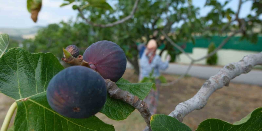 Kraliçe İncirinin İhracatında Kilogram Başına 1 Dolarlık Değer Artışı Oldu