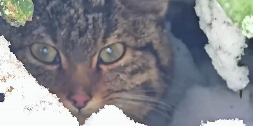 Bolu’da Karlar Arasında Yaban Kedisi Görüntülendi