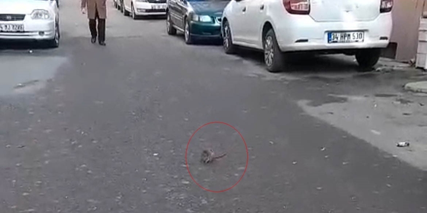 Sokakta Fare Paniği: Çevreyi Kötü Kokular Sardı
