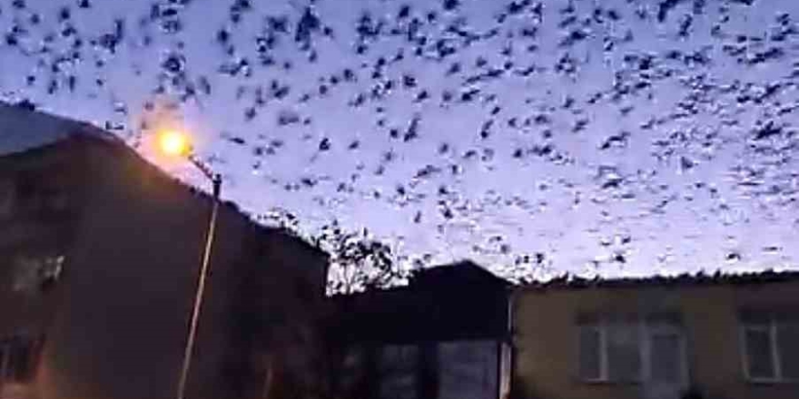 Tekirdağ’da Gökyüzünü Kaplayan Kuşlar Görsel Şölen Oluşturdu