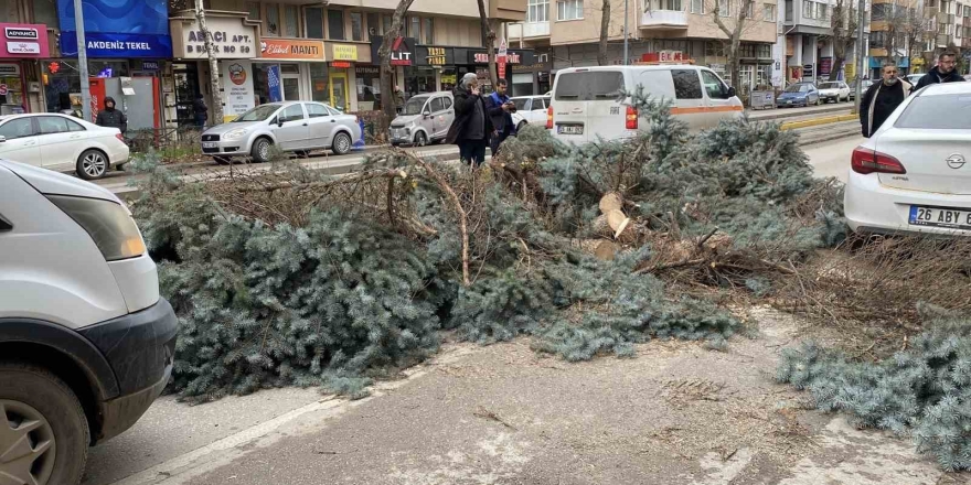 Eskişehir’de Fırtına Sebebiyle Ağaçlar Devrildi