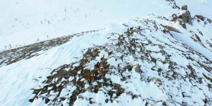 Adıyaman’da Yaban Keçileri Havadan Görüntülendi