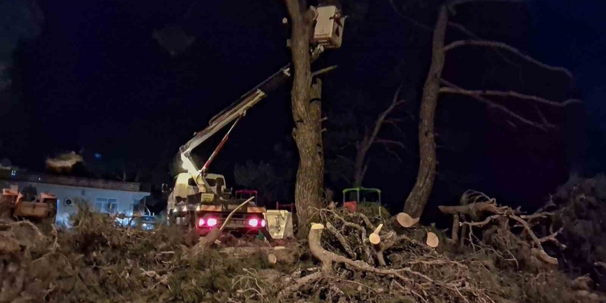 Fırtına Çam Ağacını Devirdi