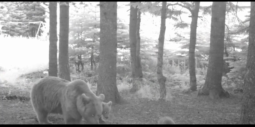 Yavru Ayı Zıplayarak Ailesinin Peşinden Koştu