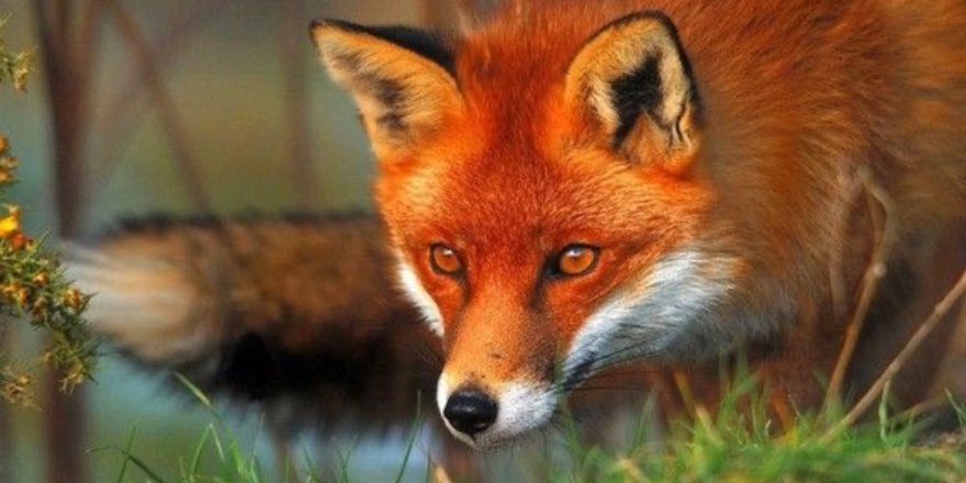 Kışın Sert Yüzüyle Renkli Anlar.. Kars'ta İki Kızıl Tilkinin Sıradışı Eğlencesi!