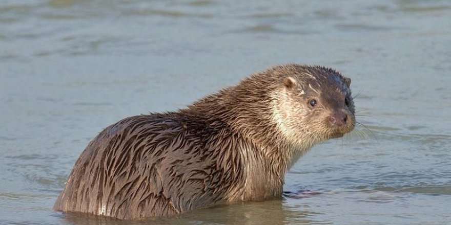 Dondurucu Soğuklar Karasu Nehri’ni Buzla Kapladı.. Su Samuru Görüntülendi!