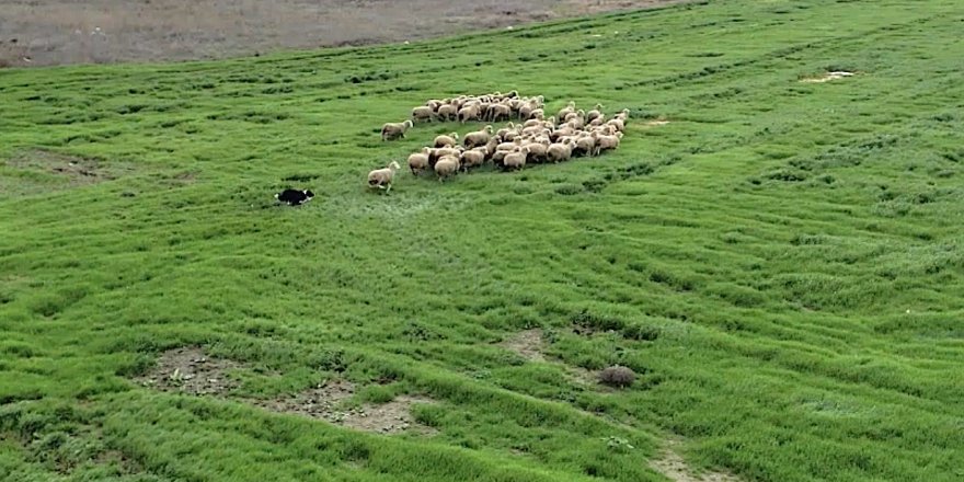 ‘Kangal ve Akbaş’tan Sonra Çobanlara Yeni Bir Yardımcı Geliyor