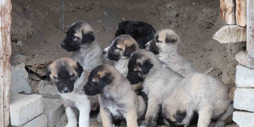 Sokak Köpeği 10 Yavru Doğurdu, Sahip Çıkan Kadın Çaresiz Kaldı