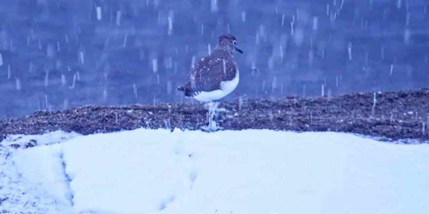 Tatvan’a Kış Ortasında Kuş Akını