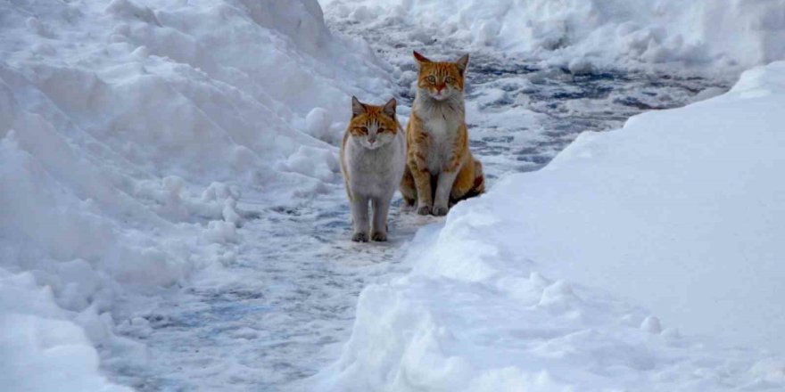 Meteorolojiden Uyarı.. Buzlanma, Don ve Çığ Tehlikesi!