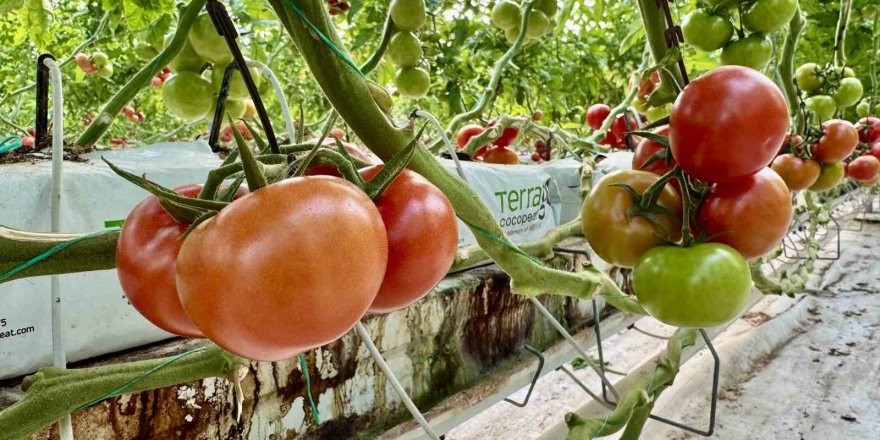 Jeotermal Seralar Ekonomiyi Isıtıyor.. Yıllık Üretim 1.200 Ton Domates!