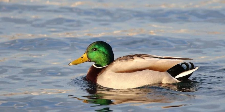 Kars Çayı'nda Buzlar Arasında Yaşam.. Kış 'Yaban Hayatı'nı Zorluyor!