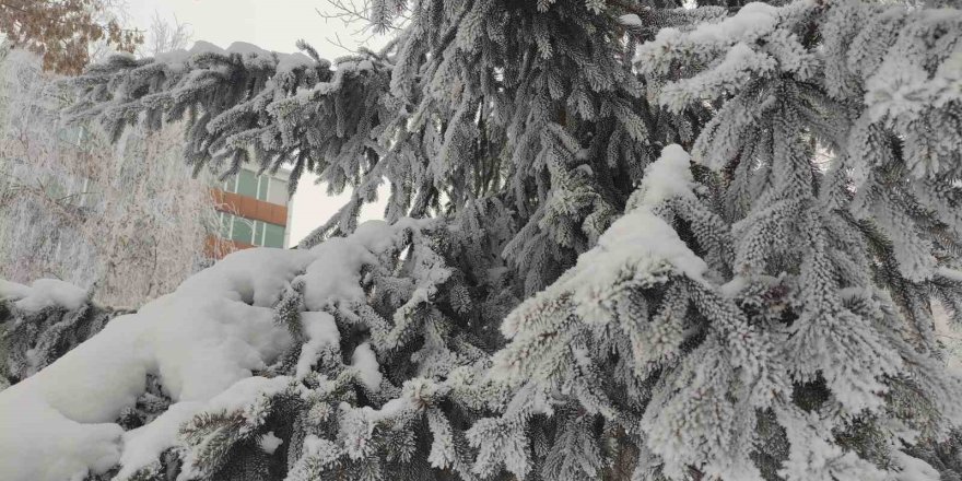 Ardahan’da Dondurucu Soğuk Ağaçları Kırağıyla Kapladı