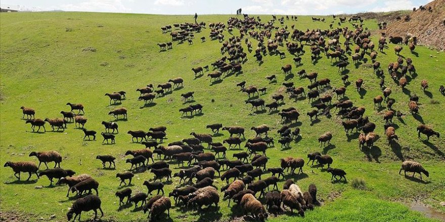 Susuz'da Muhtarlara Bilgilendirme.. Mera Kanunu ve Kırsal Yatırım Anlatıldı!