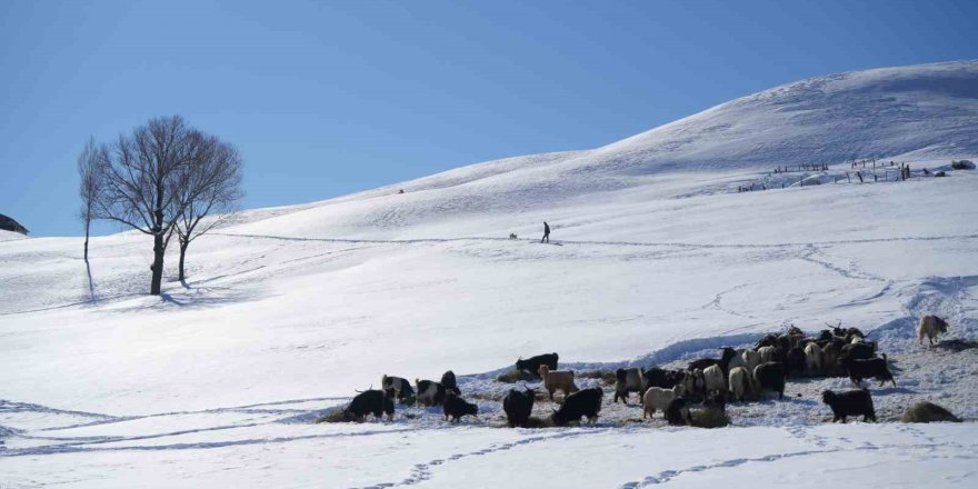 Muş’ta Köy Kara Gömüldü.. Evler Kar Altında, Ulaşım Tünellerle Sağlanıyor!