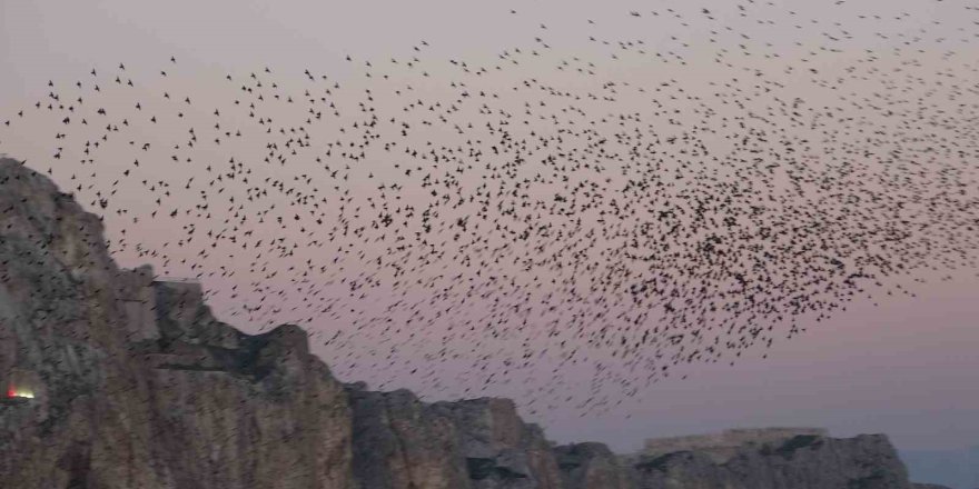 Van Kalesi’nde Eşsiz Bir Gösteri: Sığırcık Kuşları Havada Dans Etti