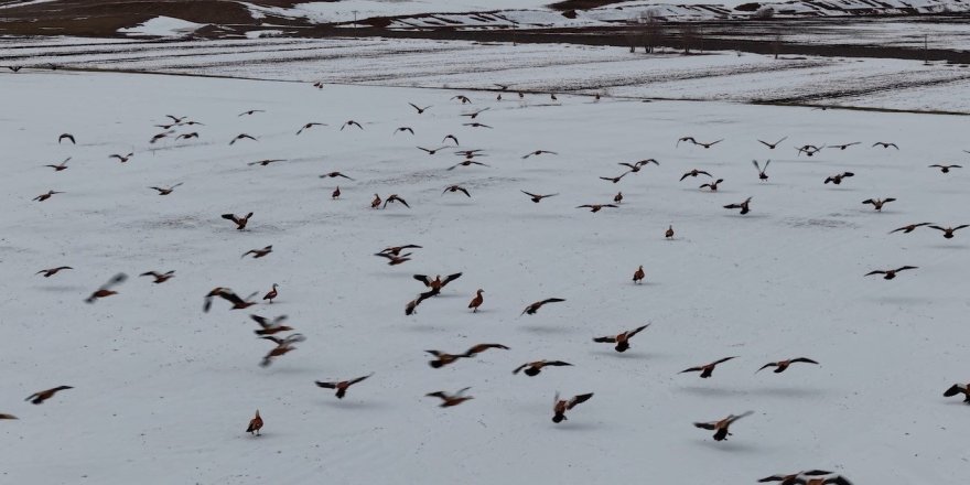 Angut Kuşlarının Belgesel Tadında Göçü