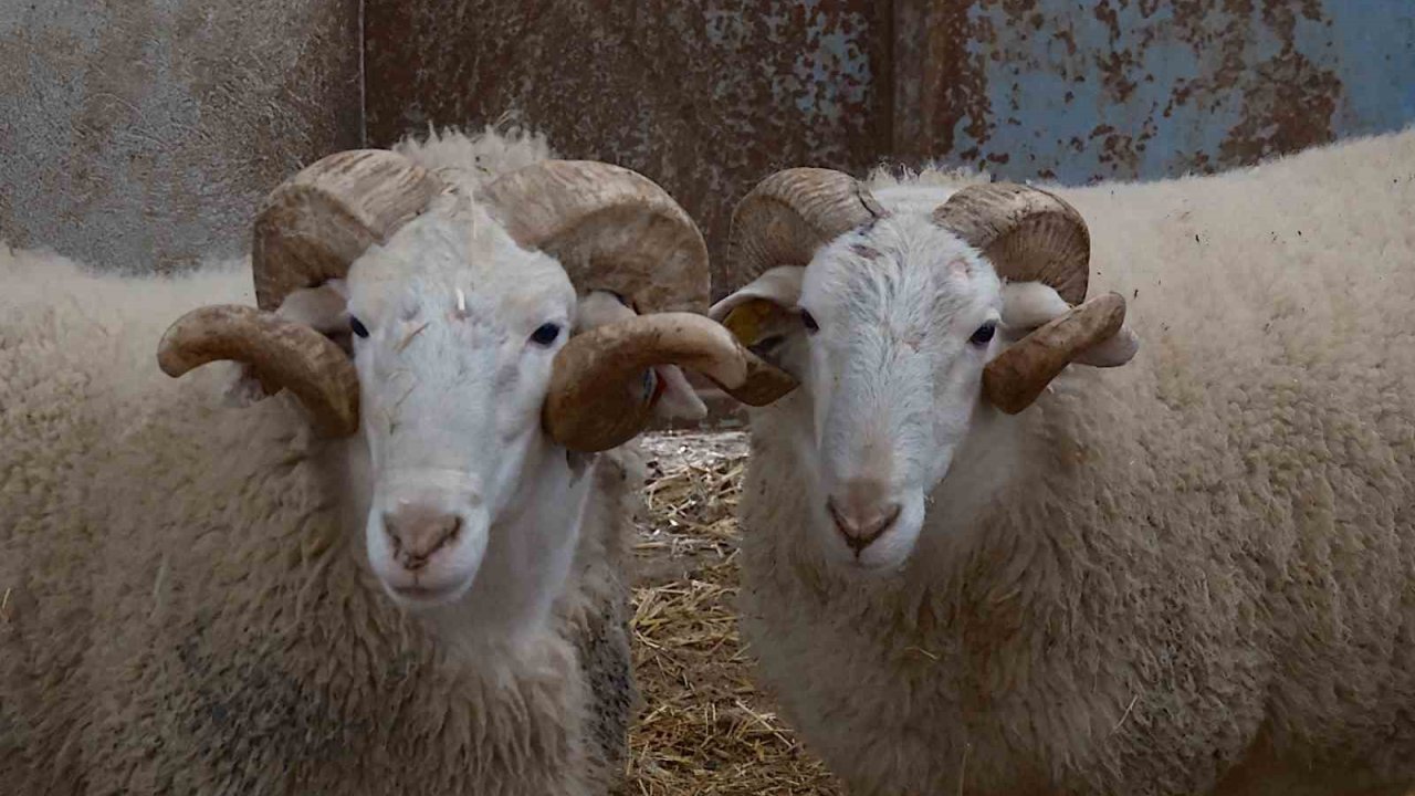Türkiye’nin En Değerli Koçları Rekor Fiyatlara Satılıyor