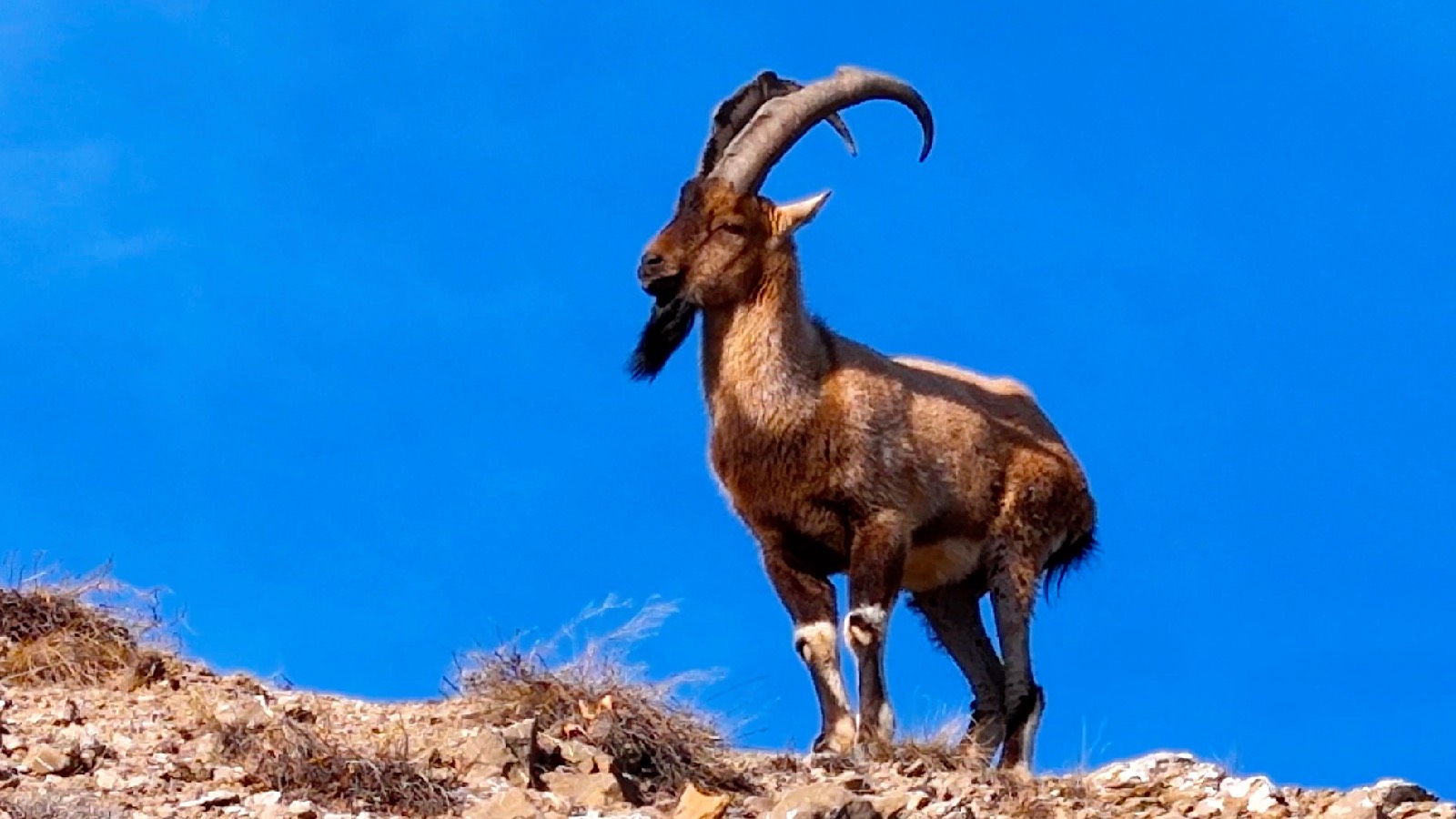 Oltu’da Yaralı Dağ Keçisi Koruma Altına Alındı.. Kaçak Avcılara Tepki!