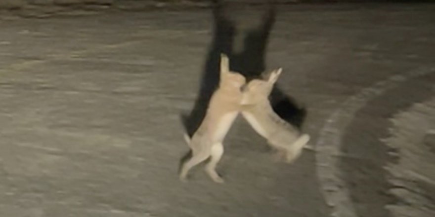 Anlaşamayan Tavşanlar Birbirine Girdi