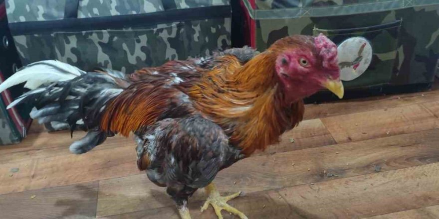 Horoz Dövüşüne Baskın: 16 Kişiye 185 Bin Lira Ceza