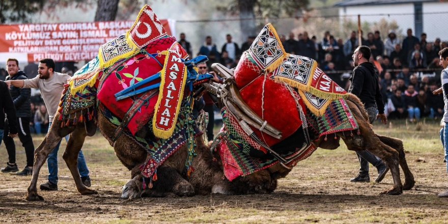 Burhaniye’de Deve Güreşleri Pelitköy Sahasında Yapılacak