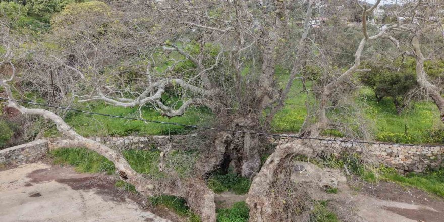 Bodrum’da 2 Bin Yıllık Dev Çınar Keşfedildi
