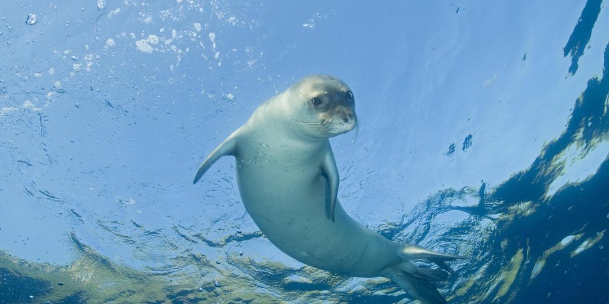 Nesli Tehlikede, Alanı Daralıyor.. Akdeniz Keşiş Fokları İçin Kritik Çağrı!