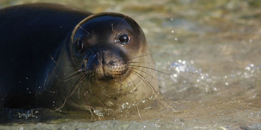 Nesli Tehlikede, Alanı Daralıyor.. Akdeniz Keşiş Fokları İçin Kritik Çağrı!