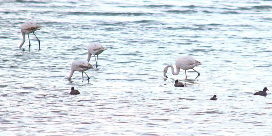 Flamingolar Van Gölü Havzası’na Geri Döndü