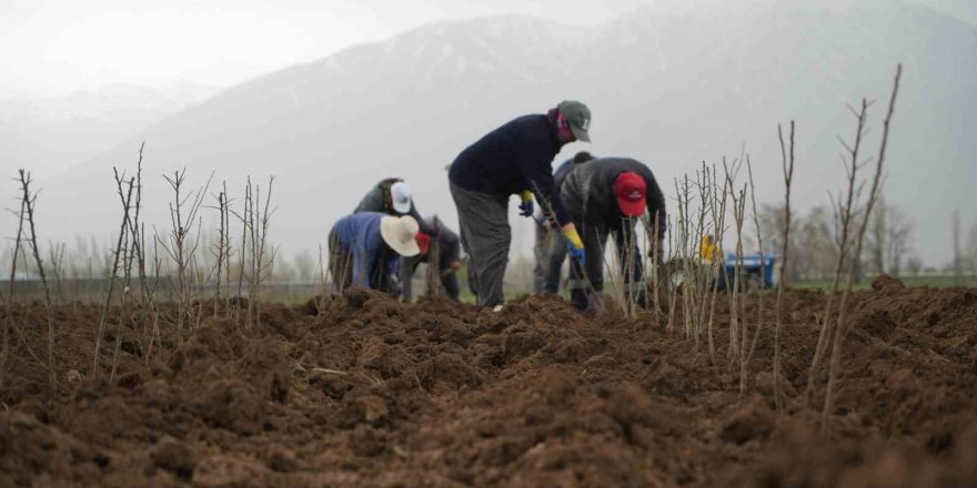 Erzincan Bölgenin Fidan İhtiyacını Karşılıyor