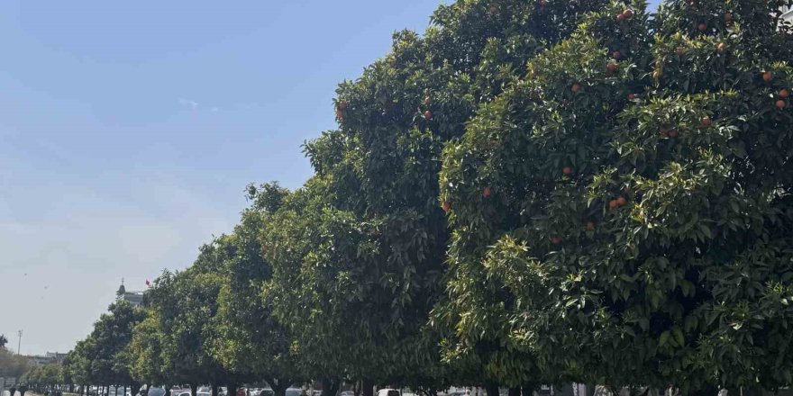 Adana’da Portakal Çiçeği Kokusu Kenti Sardı