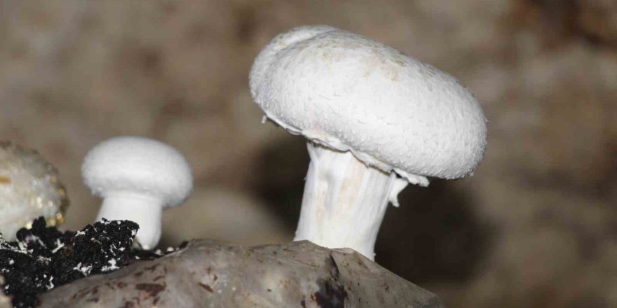 Tarihi Mağarada Mantar Üretim Tesisi Kurdu