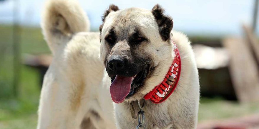 Mevsimin İlk Kangalları Dünyaya Gözlerini Açtı, Karakterleri Böyle Ortaya Çıkıyor