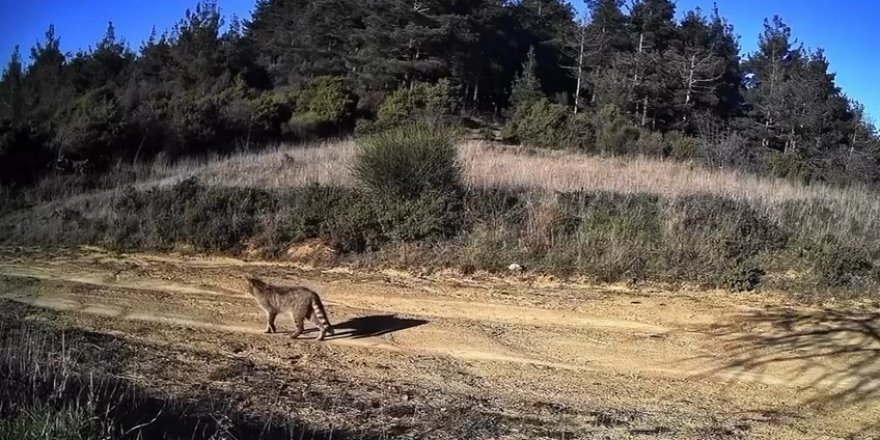 Tekirdağ’da Doğanın Hayaleti Görüntülendi: Dağ Kedisi Fotokapanda