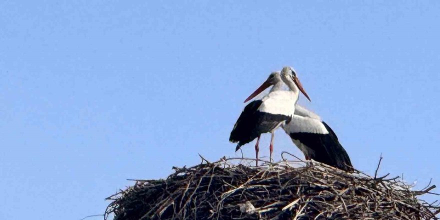 Baharın Habercisi Leylekler Ardahan’a Ulaştı