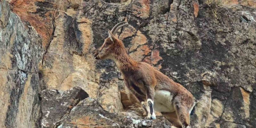 Dağ Keçileri Yol Kenarına İndi.. Sürü Halinde Görüntülendi!