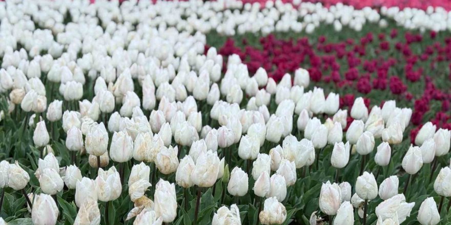 Emirgan Korusu’nda Lale Festivali Başladı