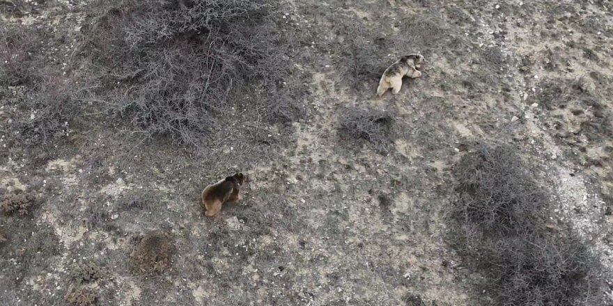 Erzincan’da Kış Uykusundan Uyanan Ayılar Havadan Görüntülendi