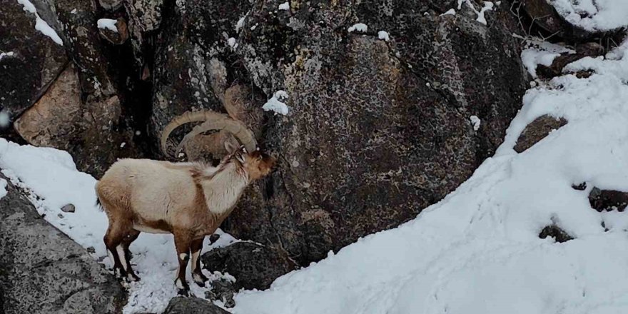 Aladağlar’da Kartpostallık Kış Manzarası: Dağ Keçileri Dron İle Görüntülendi