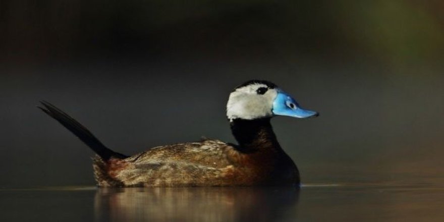 Van Gölü’nde Nesli Tehlike Altındaki Dikkuyruk Görüntülendi