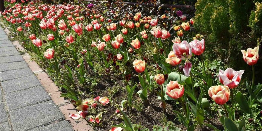 Pendik Korusu’nda Bahar Şöleni.. Lale, Nergis ve Sümbüller Açtı!
